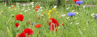 Saison de la création