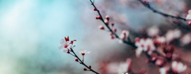 Message œcuménique de Pâques