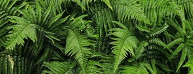 Dieu, la nature et nous