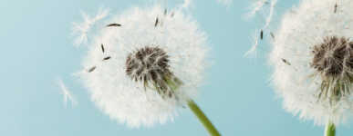 La démarche Pollen d’Église Verte en 2022