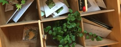 Une grainothèque à la médiathèque !