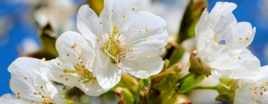 Message œcuménique de Pâques