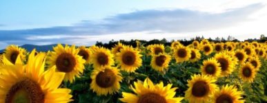 Congrès des associations européennes de pasteurs