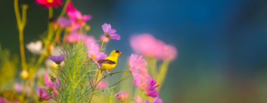 Message œcuménique de Pâques 2024