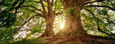 Enraciner l&rsquo;espérance