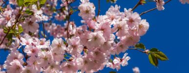 Message œcuménique de Pâques 2026