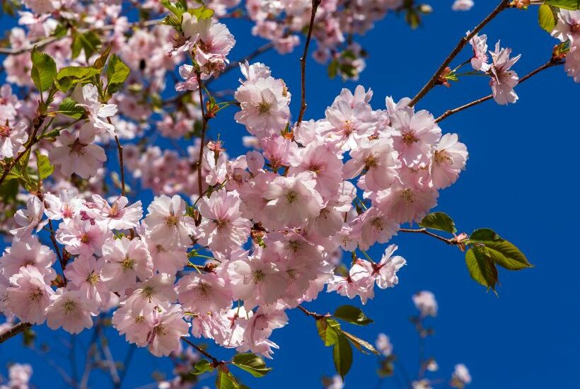 Message œcuménique de Pâques 2026